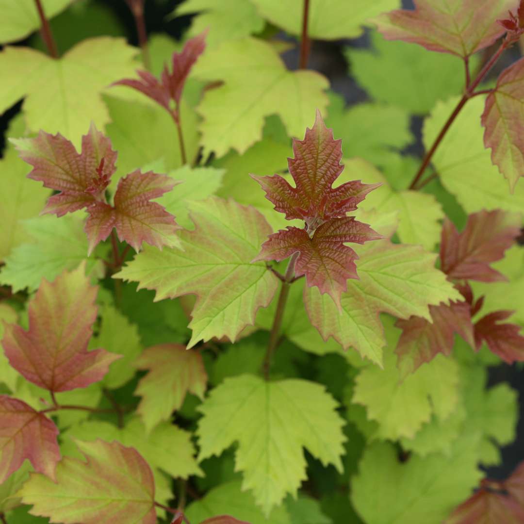 The red new growth of Oh Canada viburnum resembles tiny maple leaves